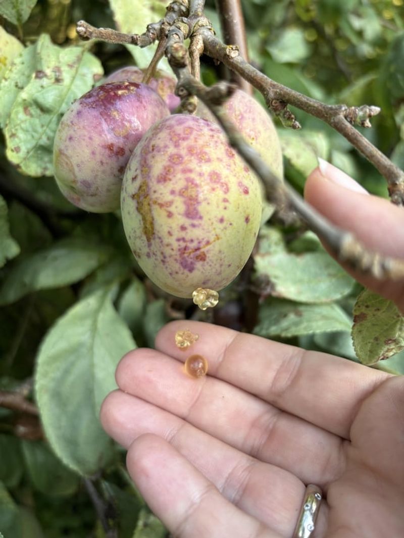 Plums Attract Devastating Pests