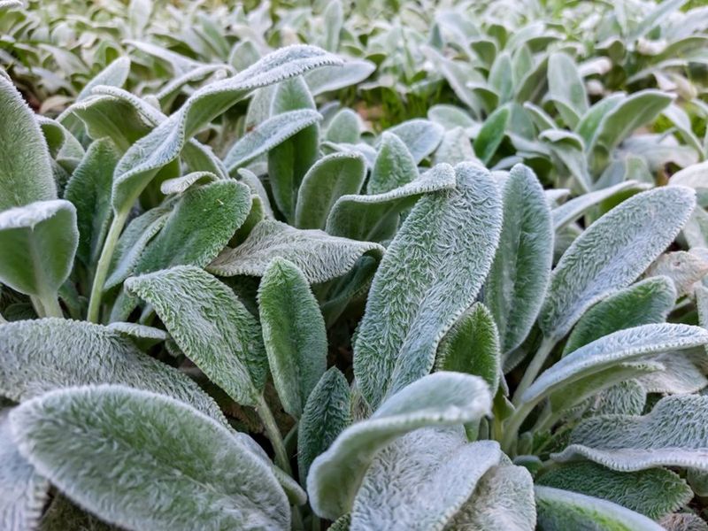 Lamb's Ear (Stachys byzantina)
