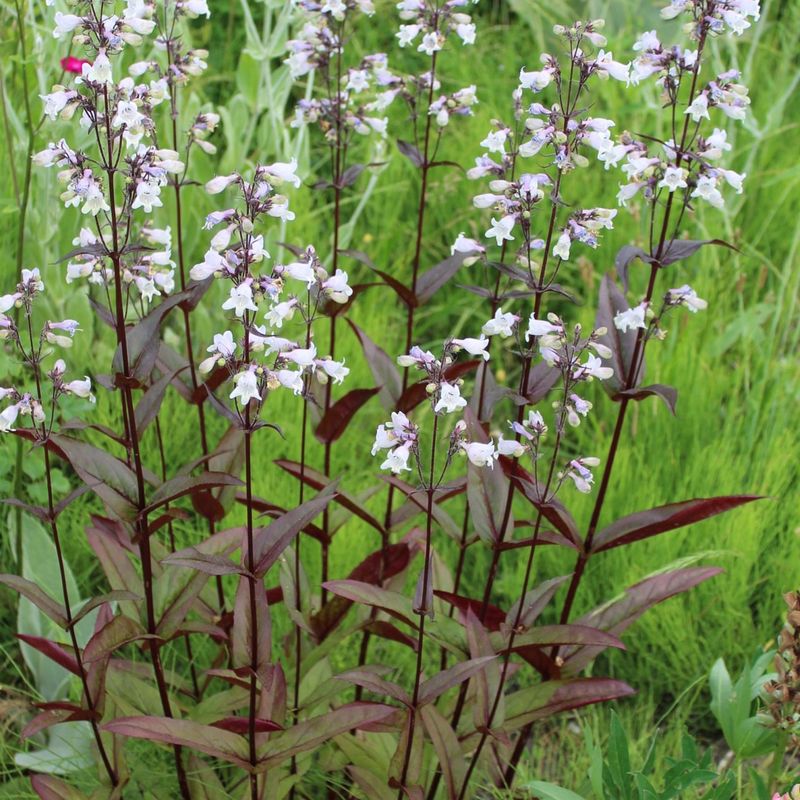 Penstemon