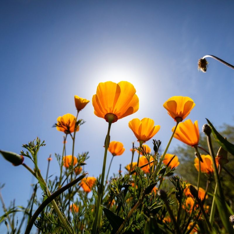 California Poppy