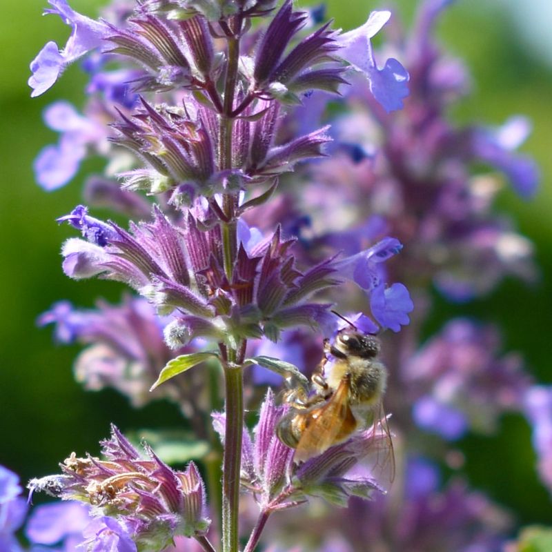 Catmint