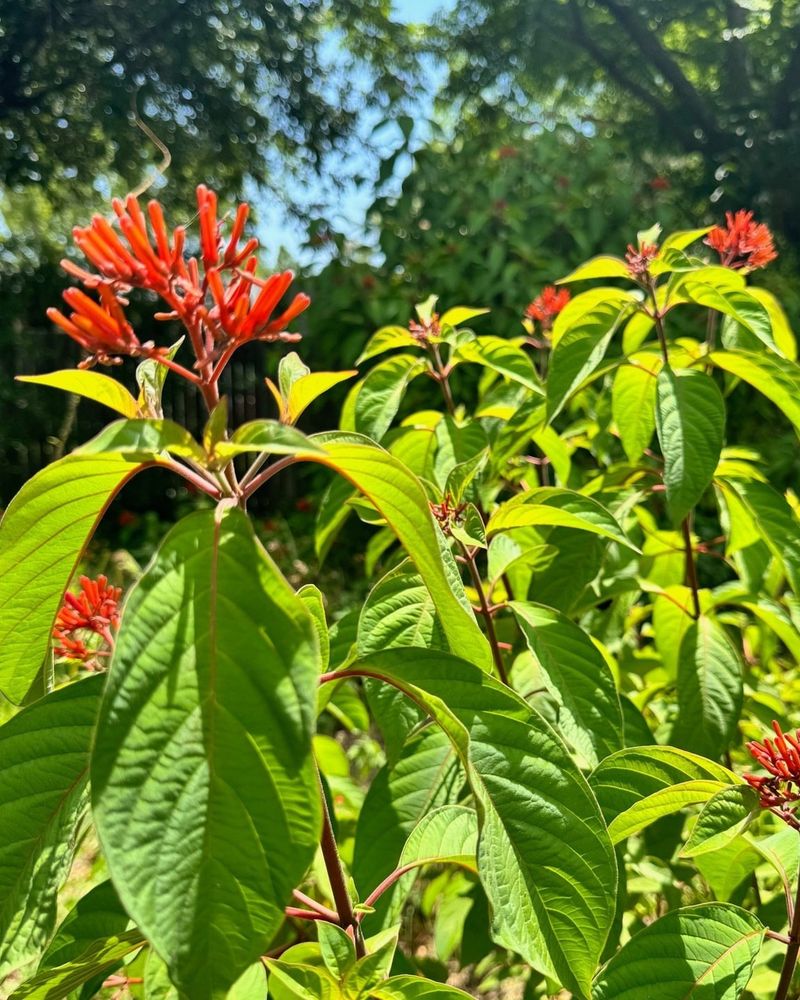 Firebush