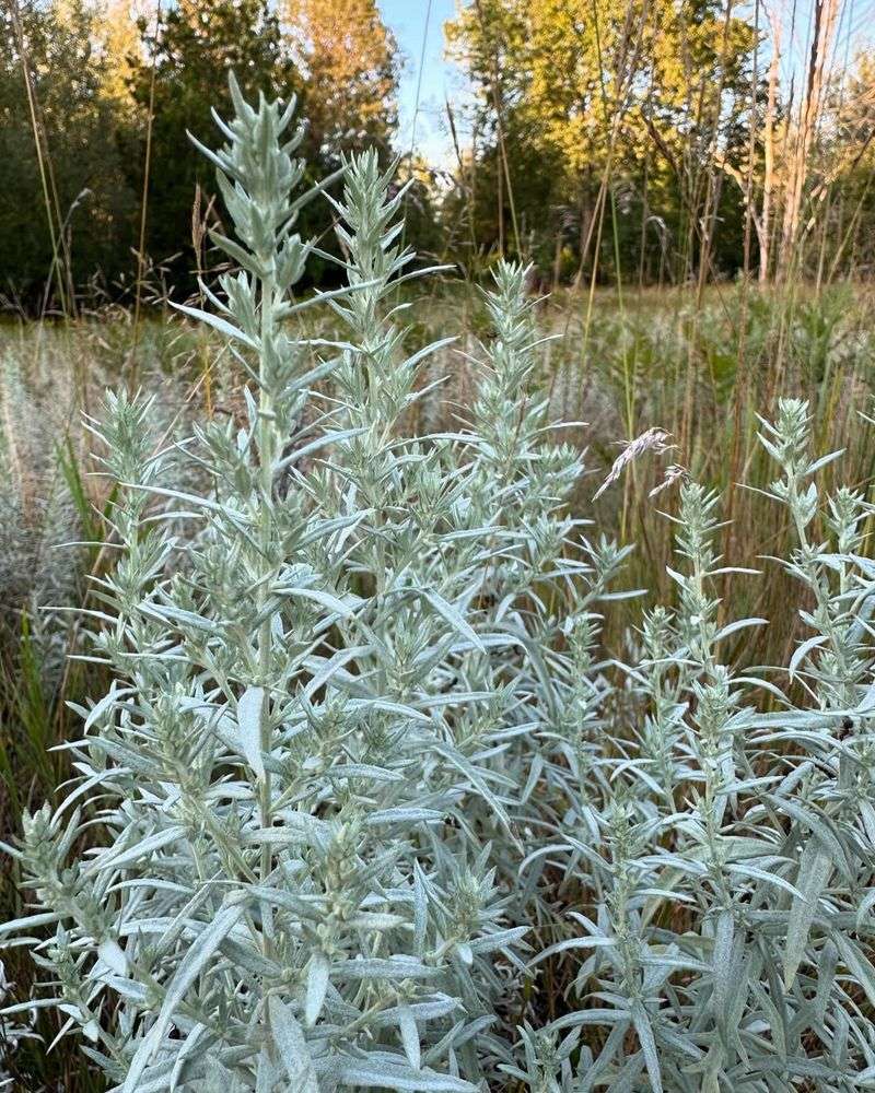 Artemisia – The Silver Foliage Star