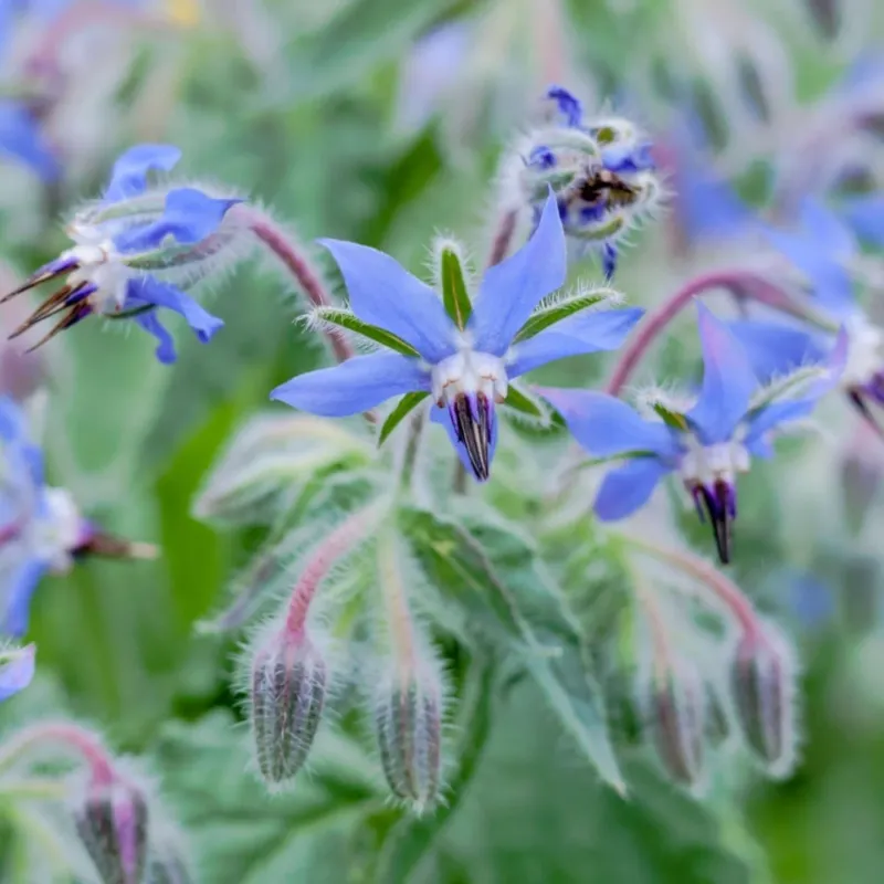 Borage (Borago officinalis)