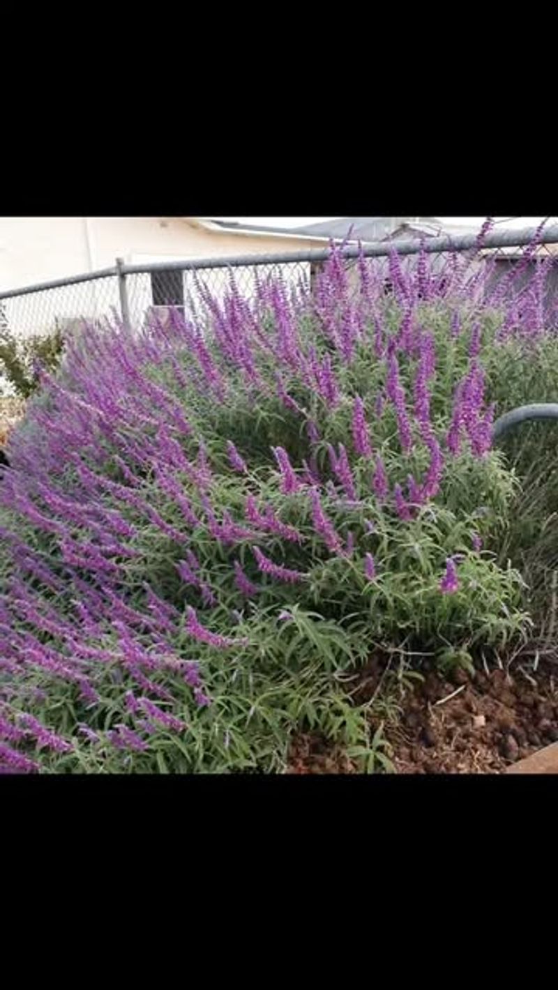 Mexican Sage Brings Purple Majesty