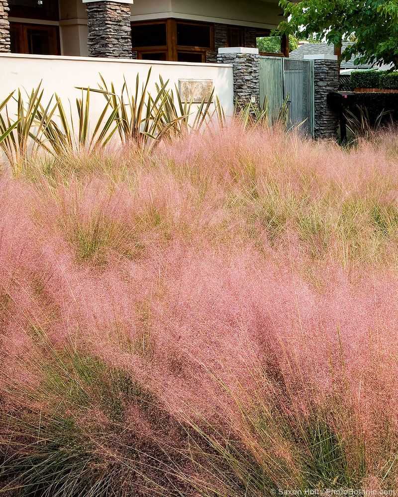 Pink Muhly Grass and Sedum