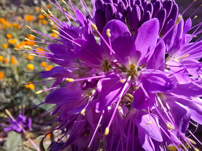 Rocky Mountain Bee Plant