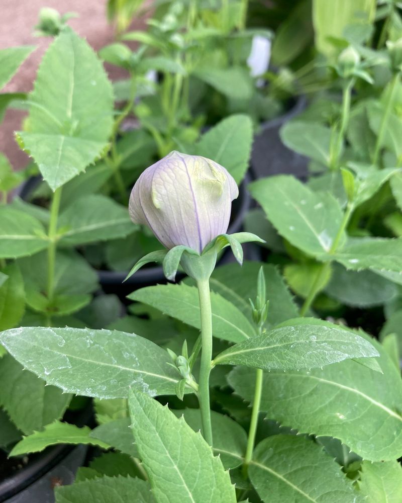 Whimsical Balloon Flower