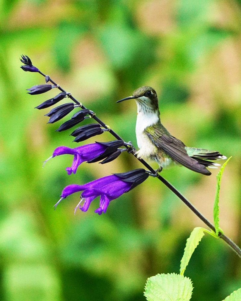 Salvia (Sage)