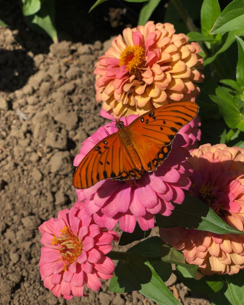 Zinnias