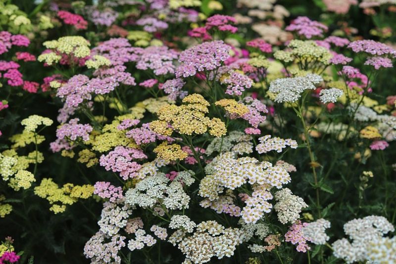 Yarrow (Achillea)