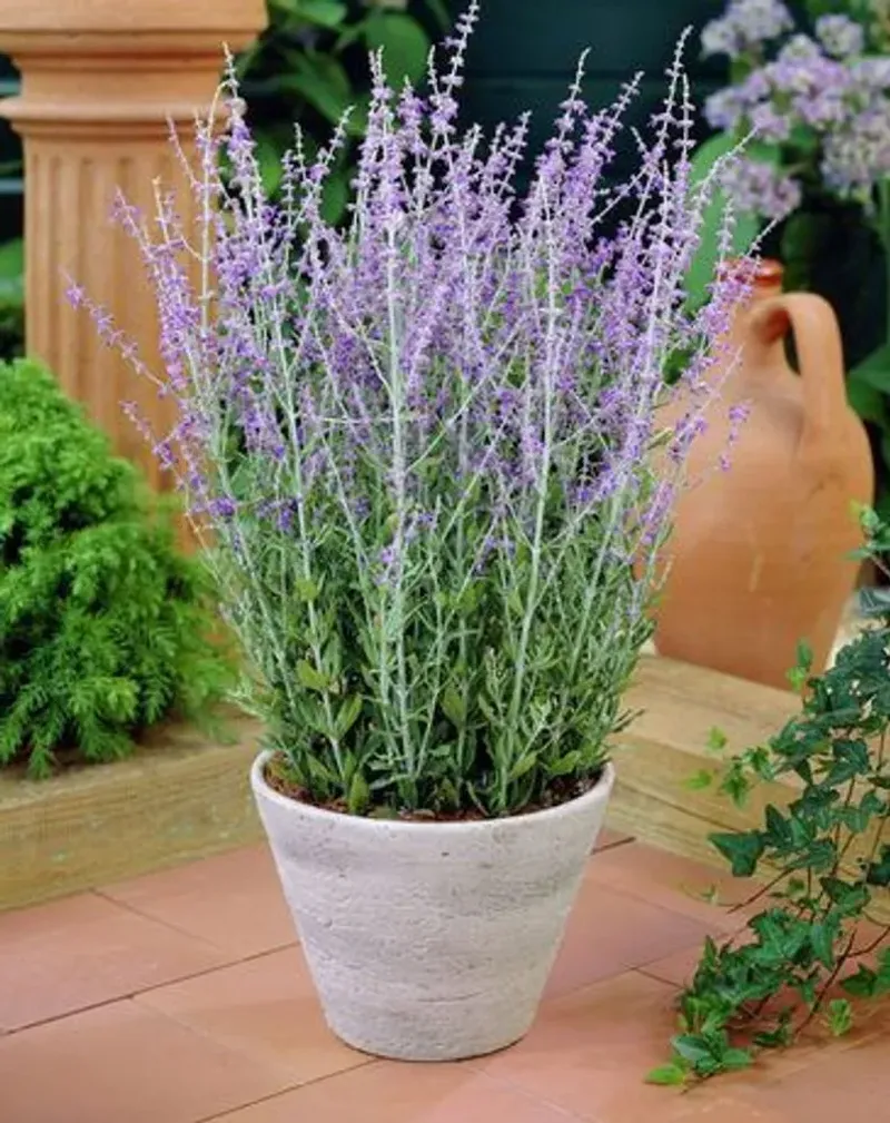 Russian Sage