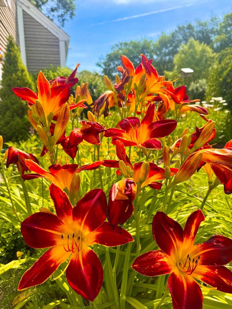 Daylily: The Perfect Beginner's Perennial