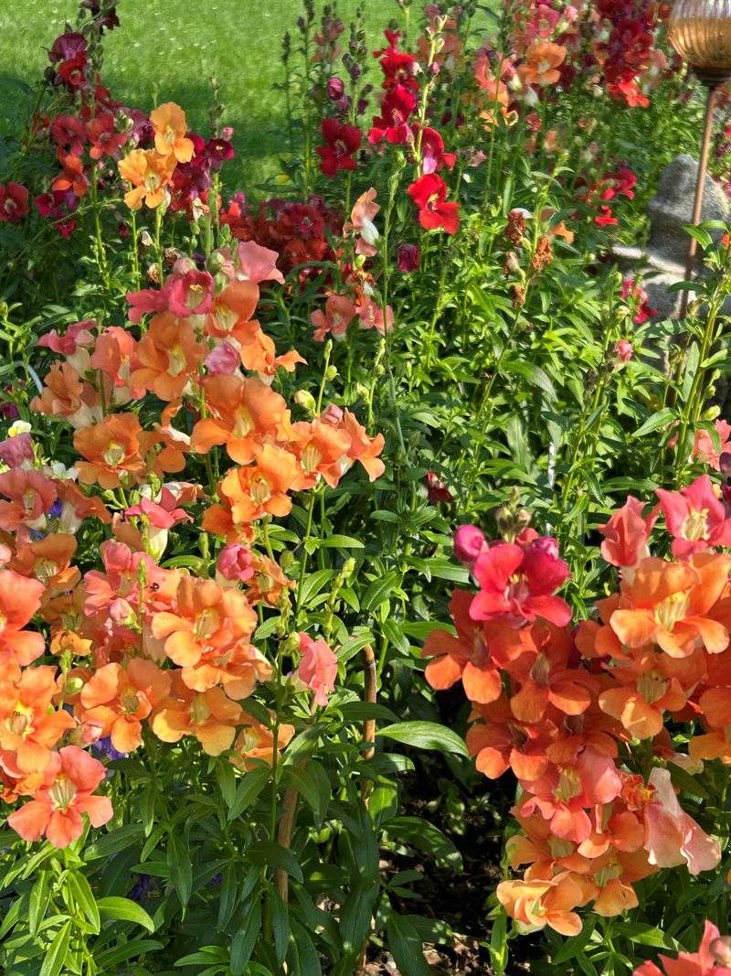 Snapdragons: Early Season Hummingbird Magnets