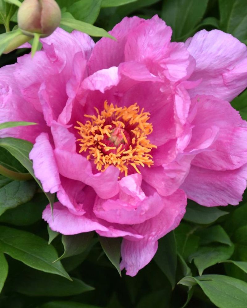 Peony