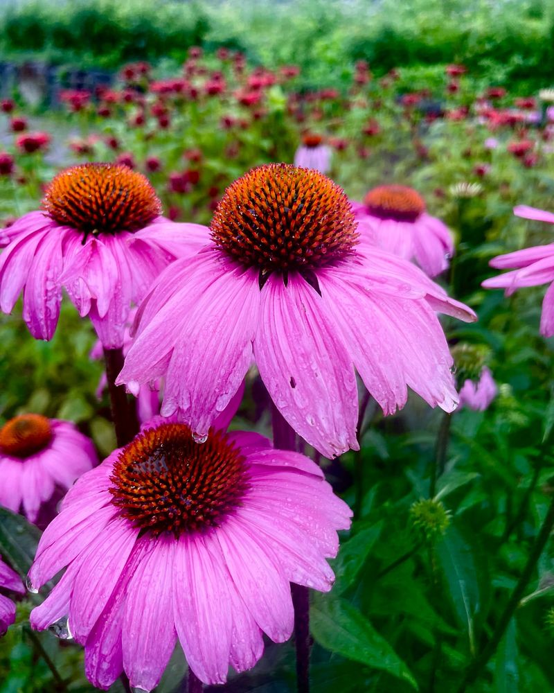 Coneflower (Echinacea)