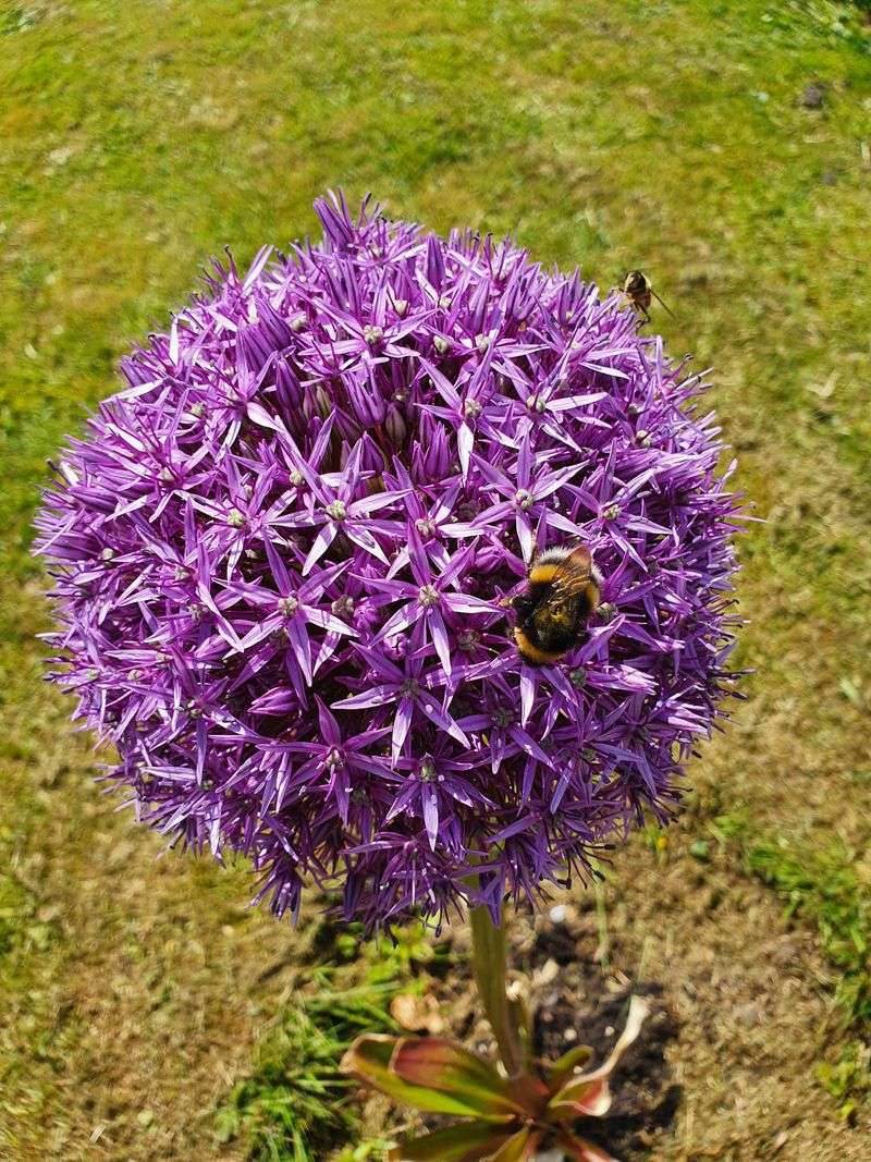 Allium Globes