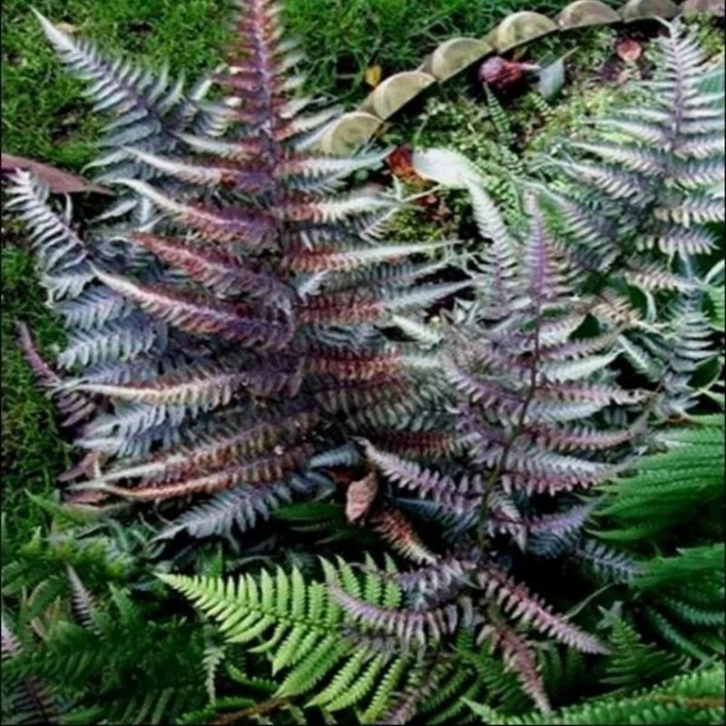 Japanese Painted Fern 'Ursula's Red'