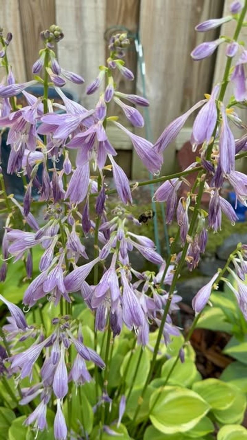 Hosta