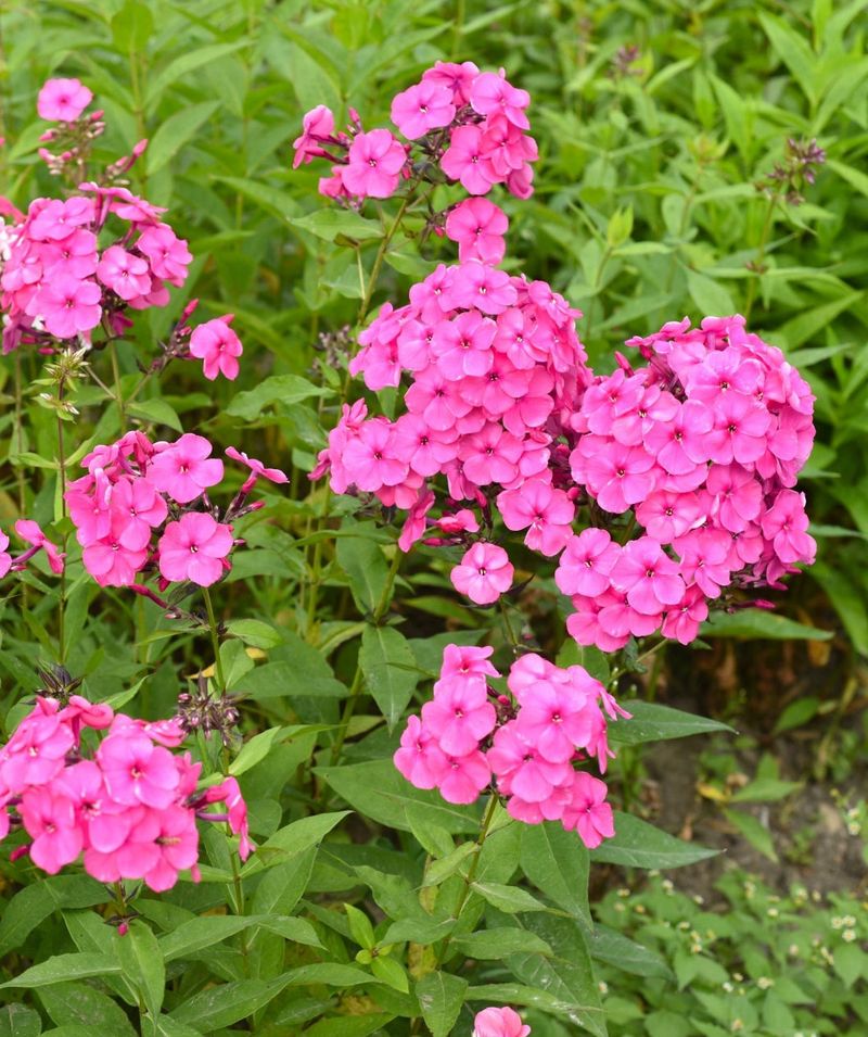Garden Phlox (Phlox paniculata)