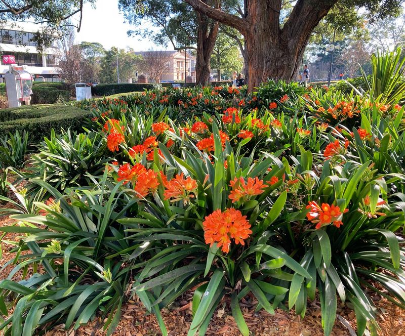 Clivia (Clivia miniata)