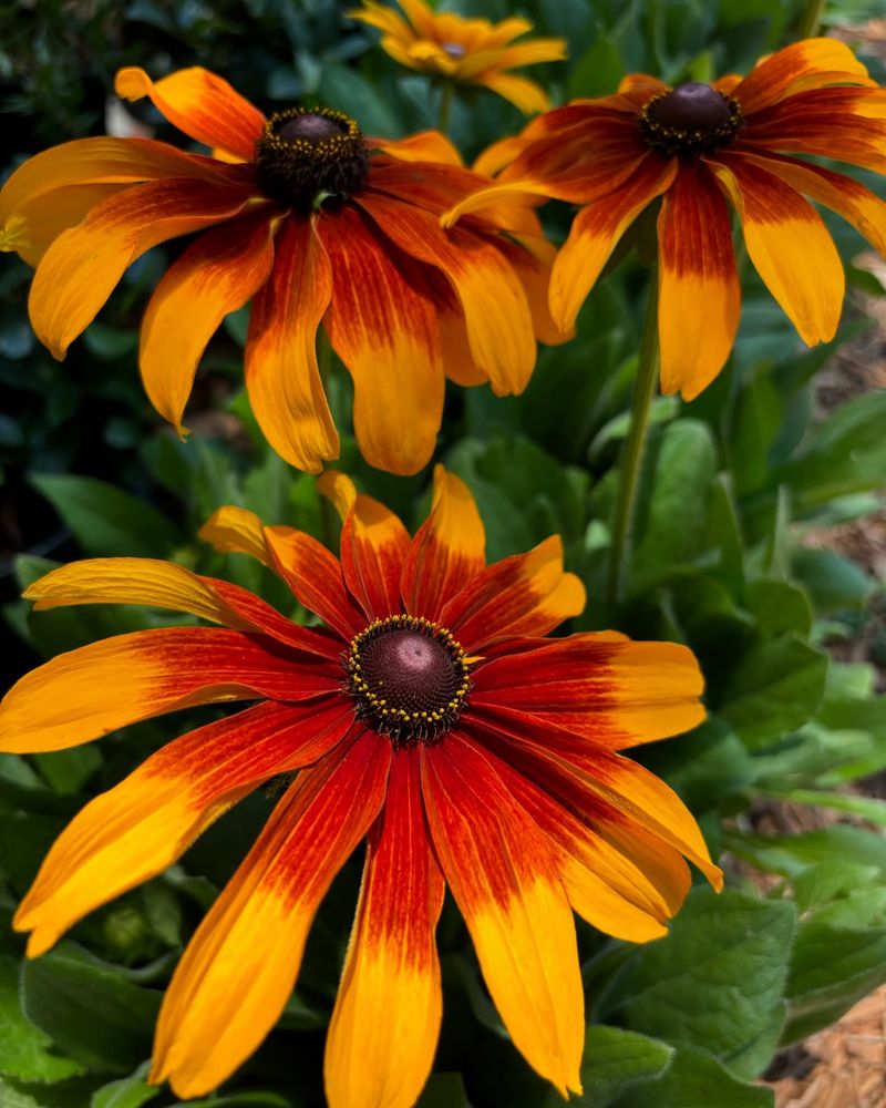 Black-eyed Susan: The Cheerful Charmer