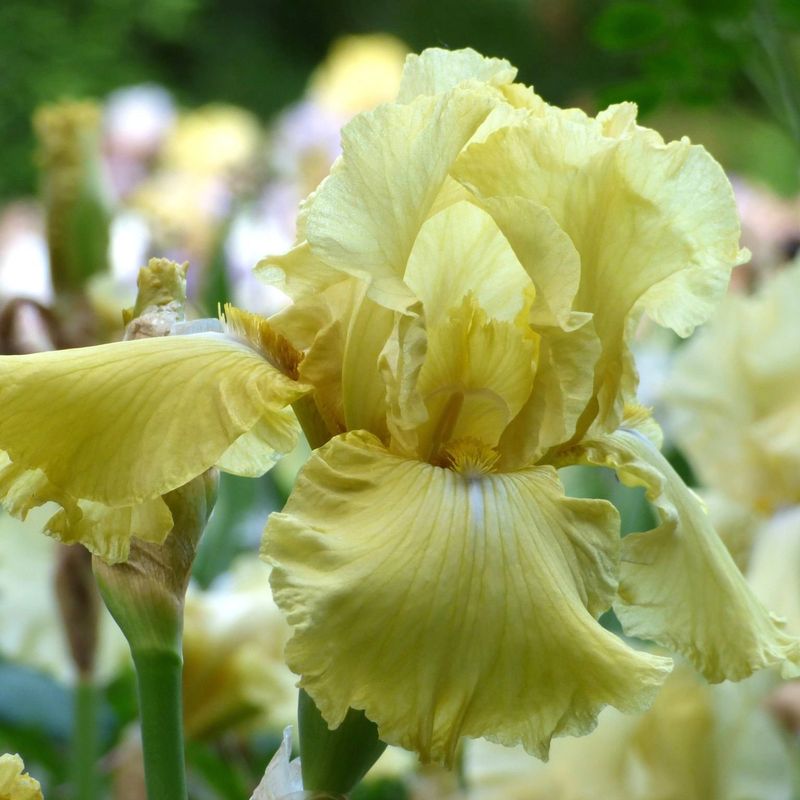 Iris
