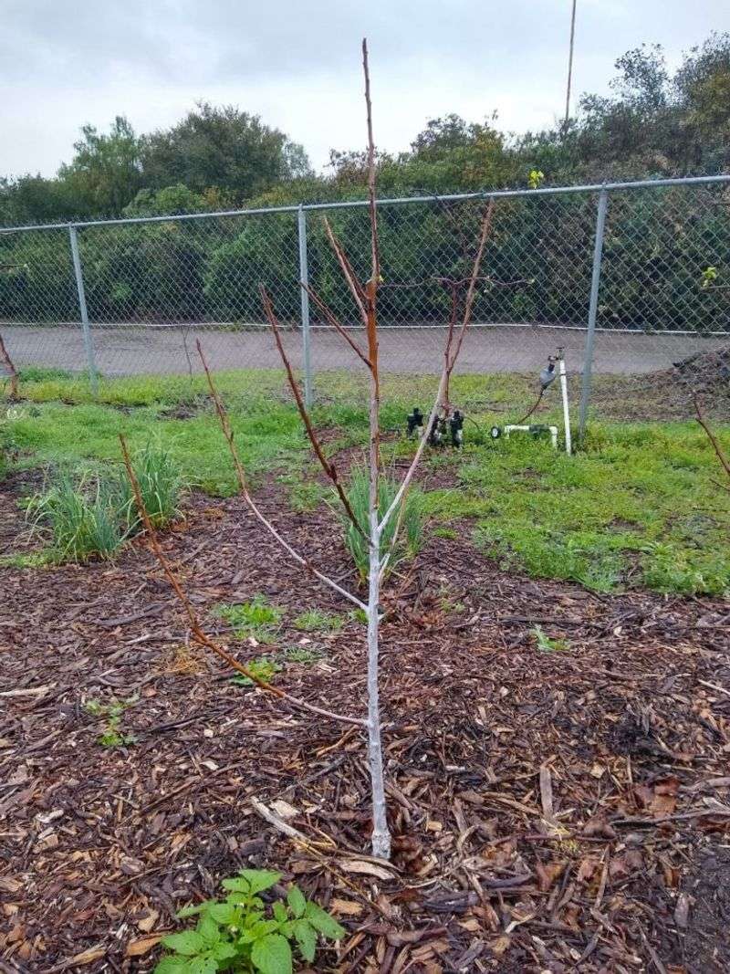 Young Fruit Trees