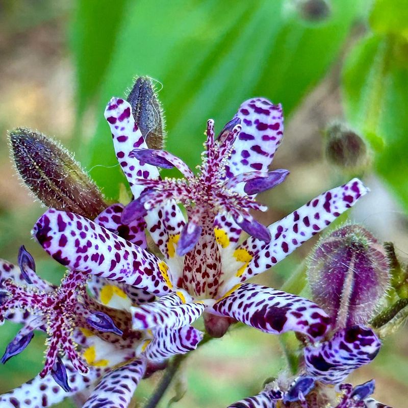 Toad Lilies: The Exotic Shade Surprises