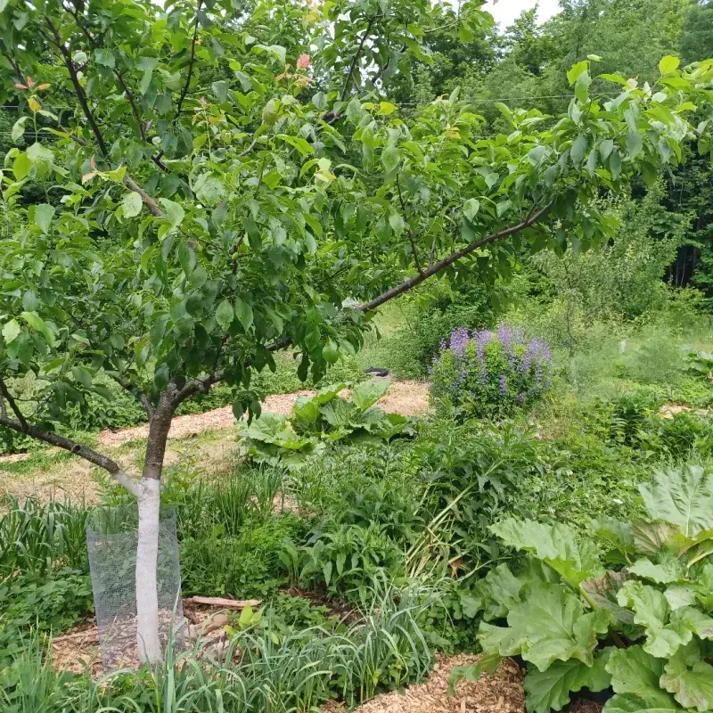 Fruit Trees
