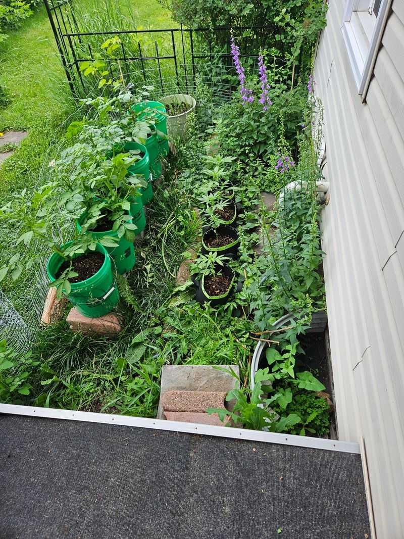 Unauthorized Pesticide Application