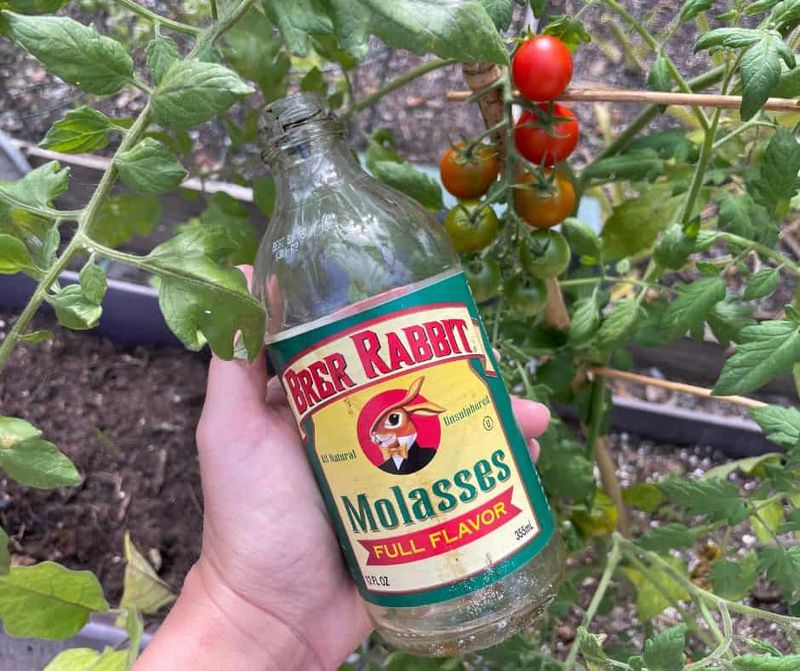 Molasses