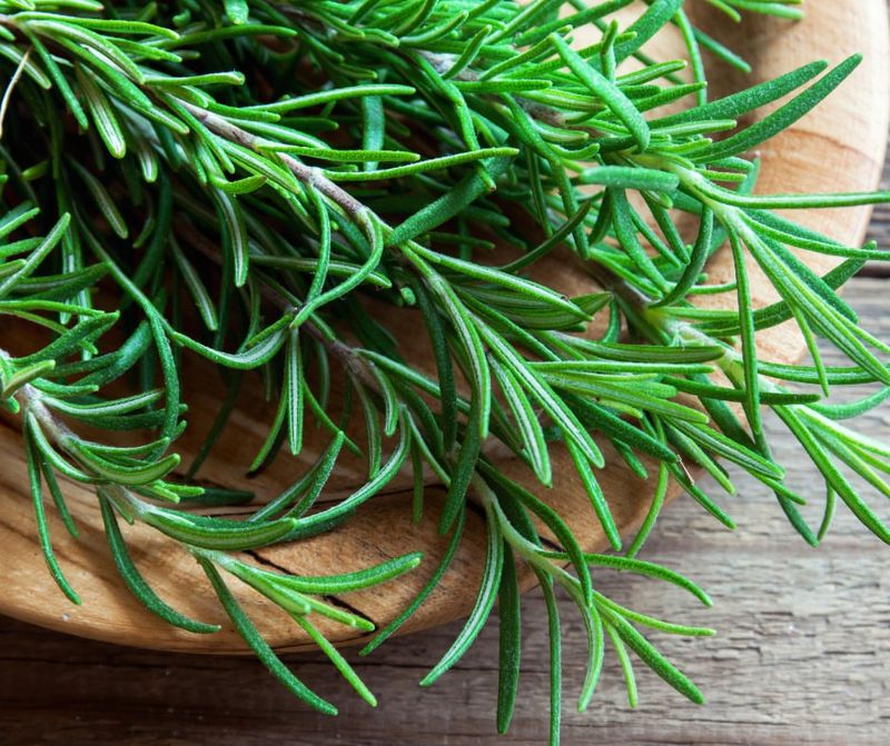 Fragrant Rosemary Herb