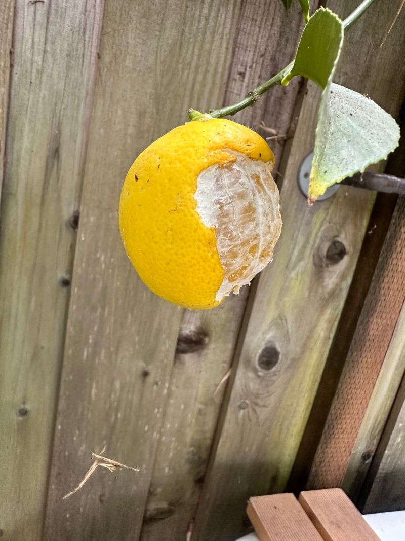 Citrus Peel Barriers