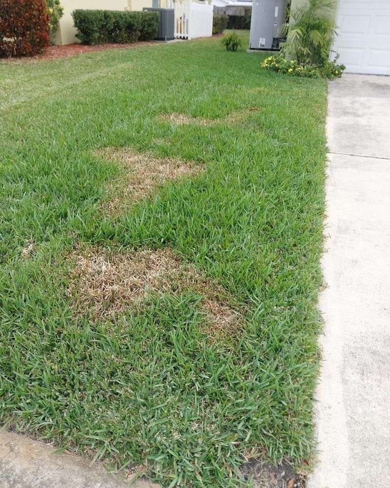 Lawn Brown Spots