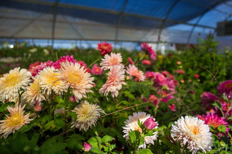 Unusual Flowering Times