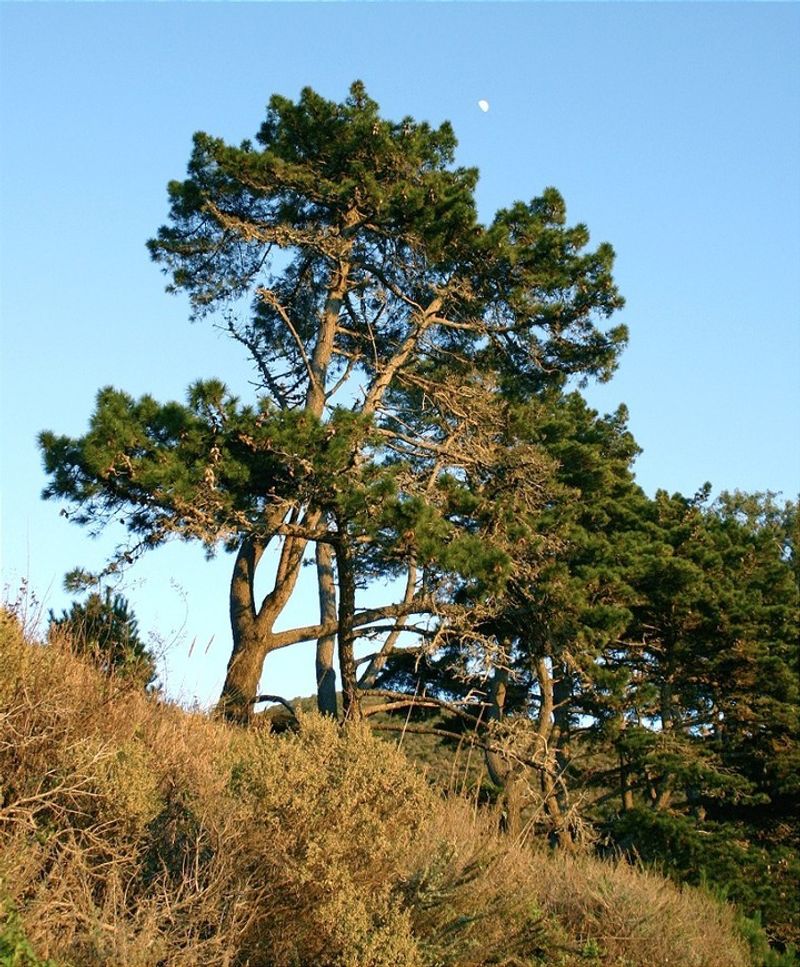 Monterey Pine: California Dreaming