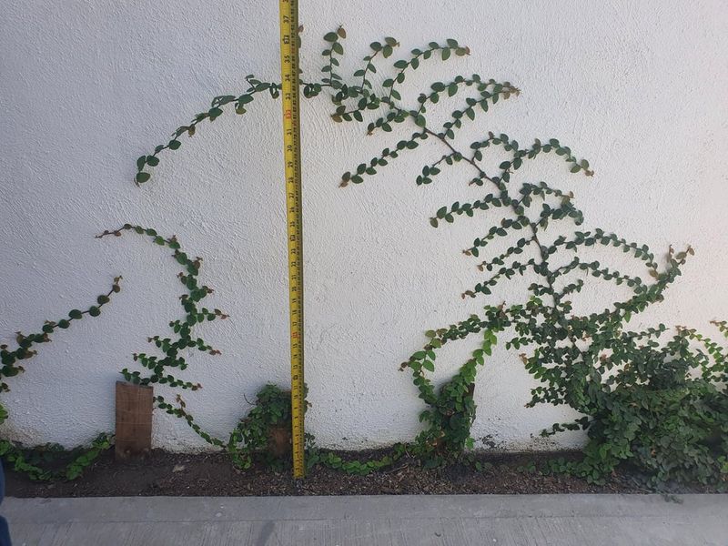 Creeping Fig