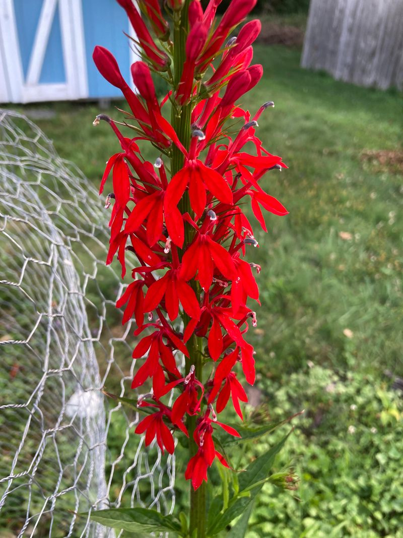 Cardinal Flower