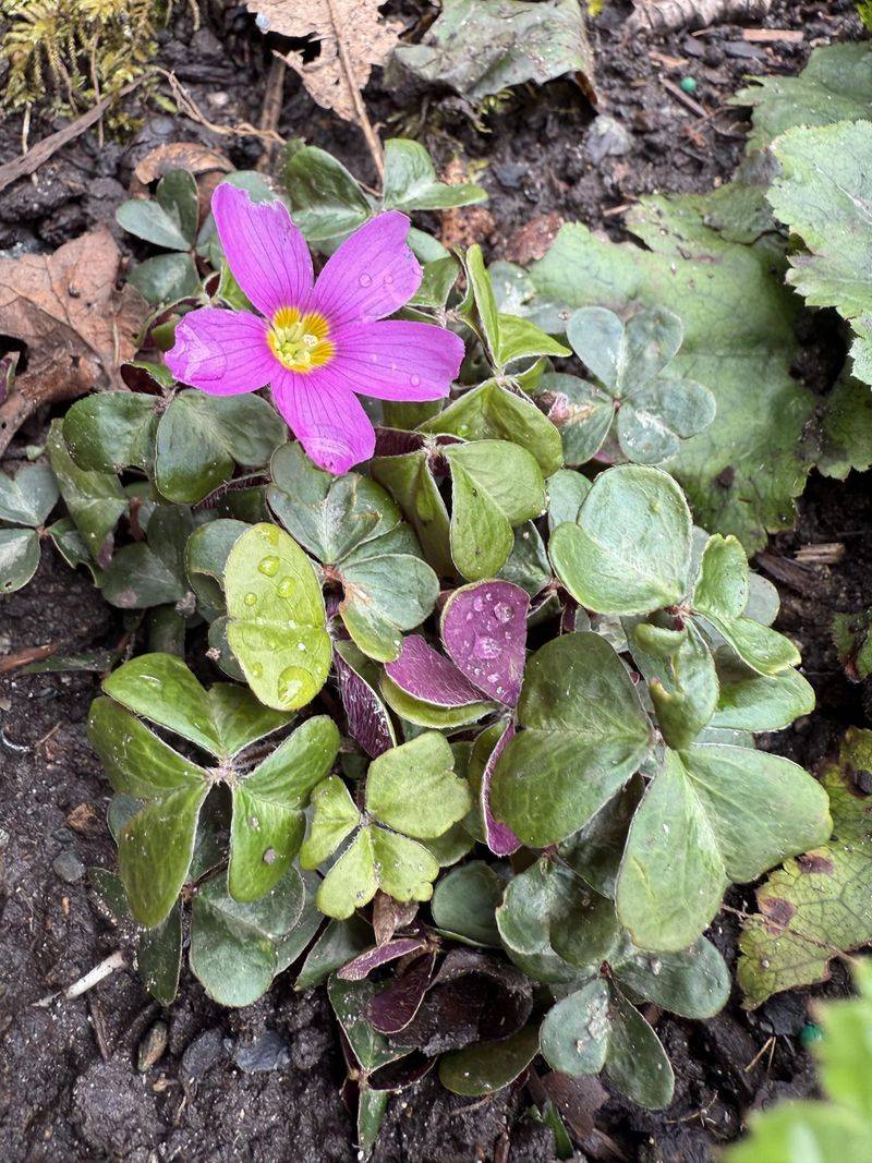 Twinflower