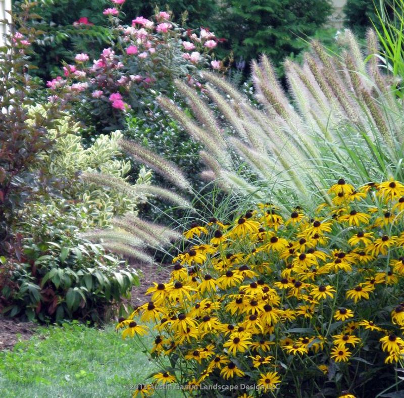 Pink Muhly Grass with Yellow Black-Eyed Susans