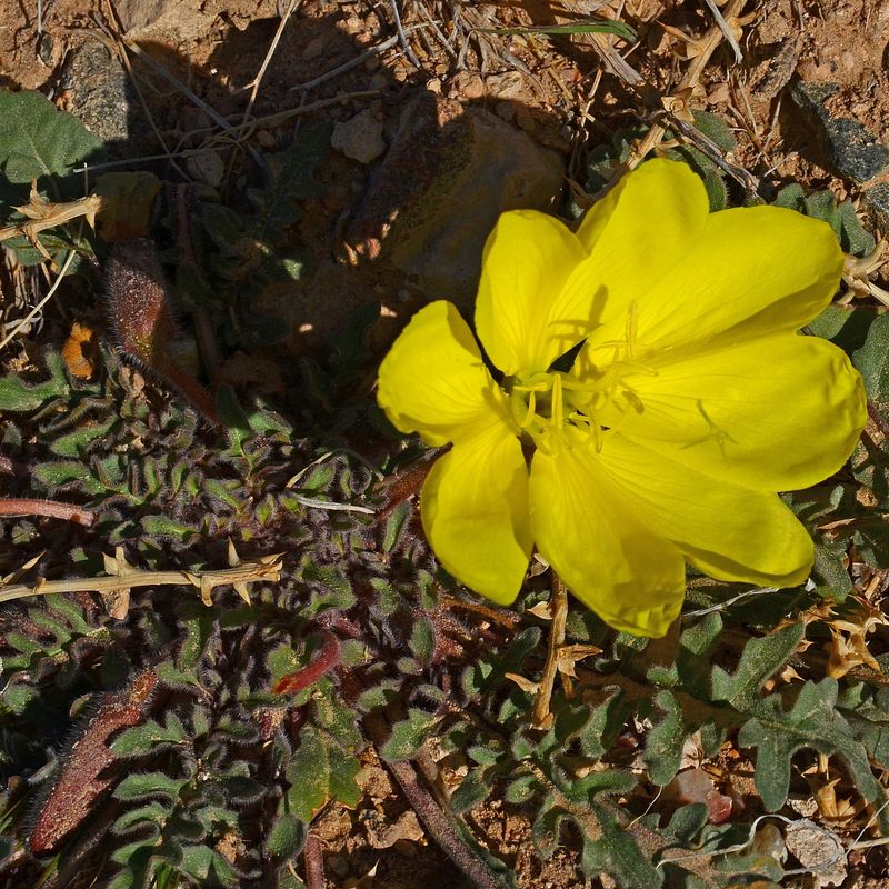 Evening Primrose