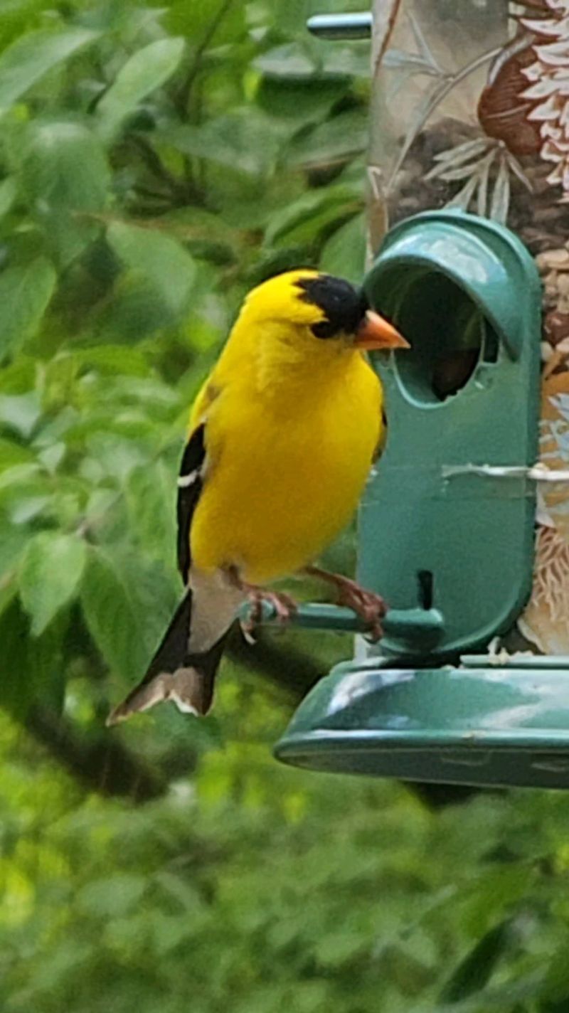 American Goldfinch