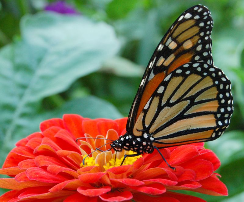 Red Zinnias