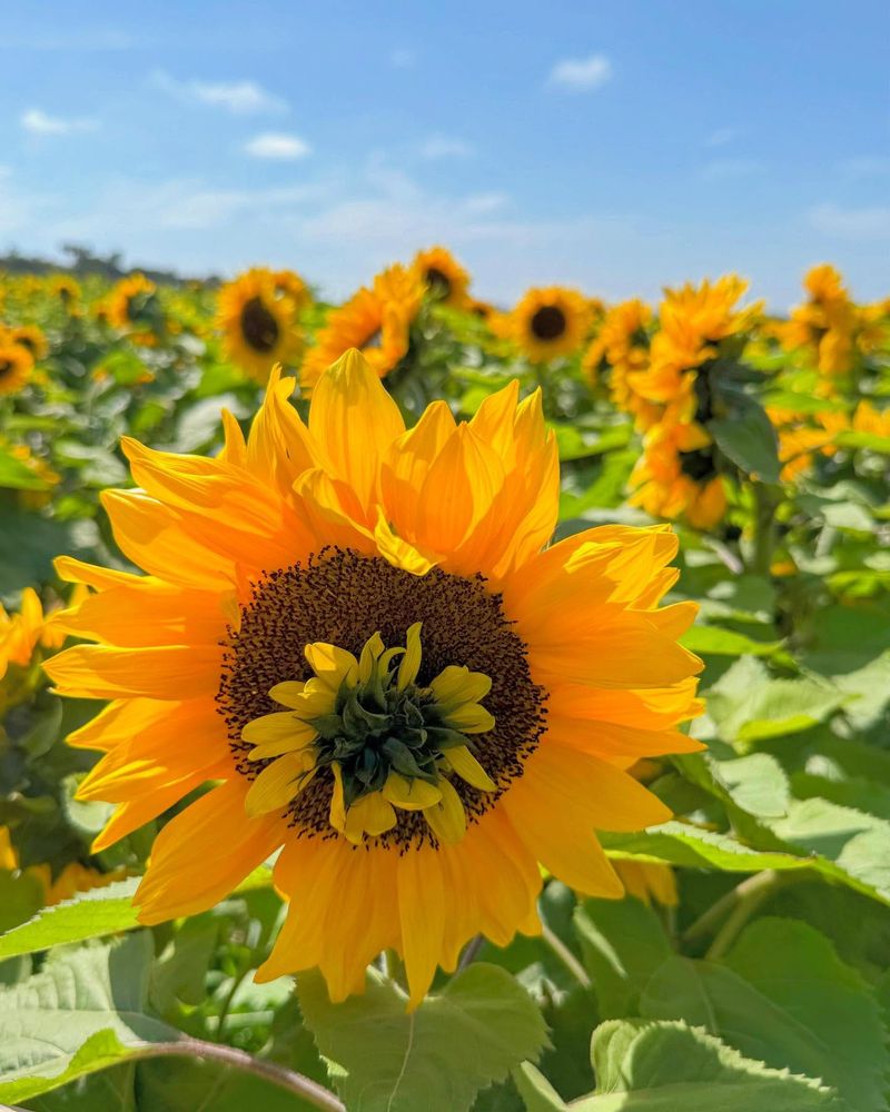 Beach Sunflower Carpets Sandy Spots