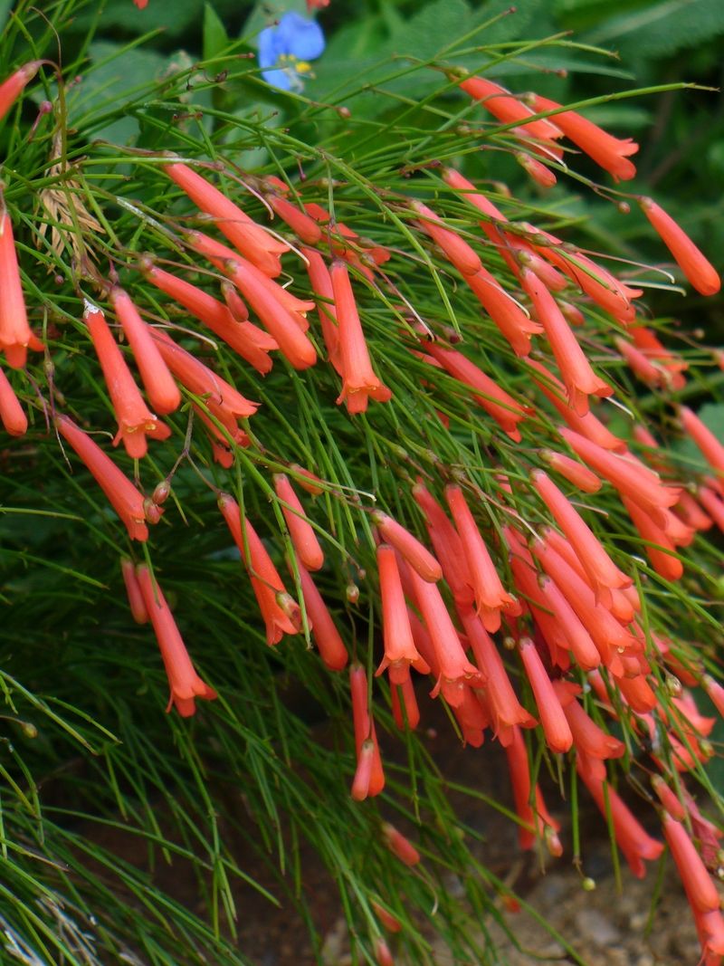 Firecracker Plant
