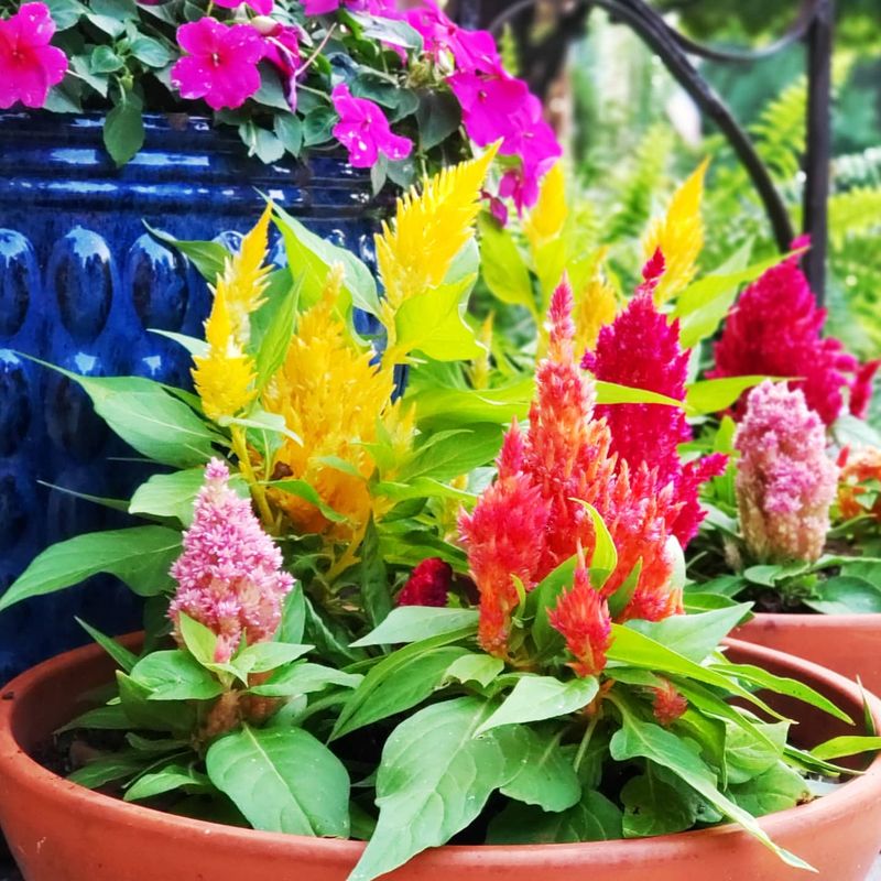 Celosia
