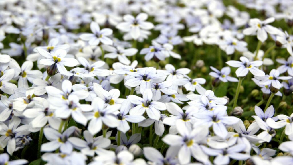 Blue Star Creeper (Isotoma fluviatilis)