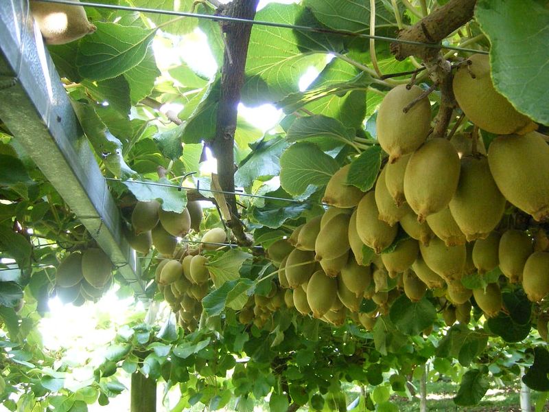 Kiwi Fruits Can't Handle Dryness