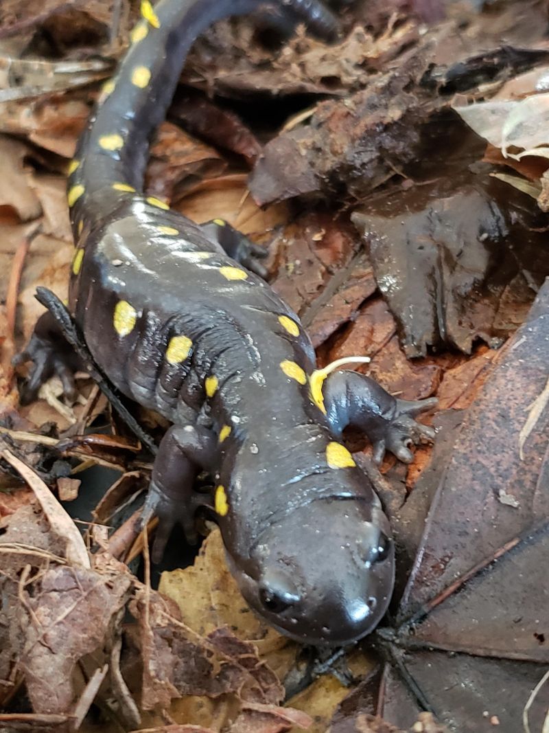Spotted Salamanders